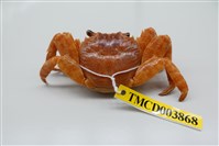 藏品(白紋方蟹)的圖片